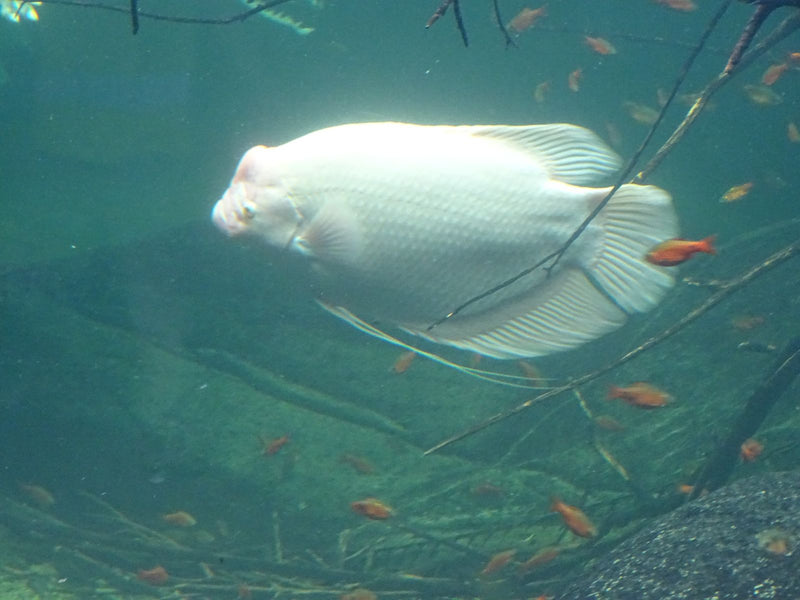 Gourami géant — Bild 1