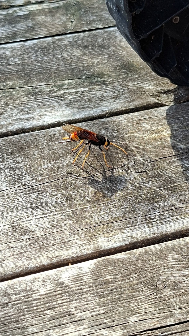 Un sirex géant est posé sur une surface en bois. Ses couleurs caractéristiques jaune et noir ainsi que sa longue tarière sont bien visibles.