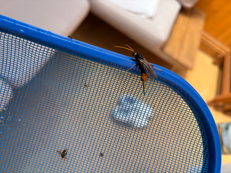 Un sireex géant aux couleurs jaunes et noires caractéristiques et doté d'une longue tarière est posé sur un filet bleu. L'insecte est vu de profil et par le ...