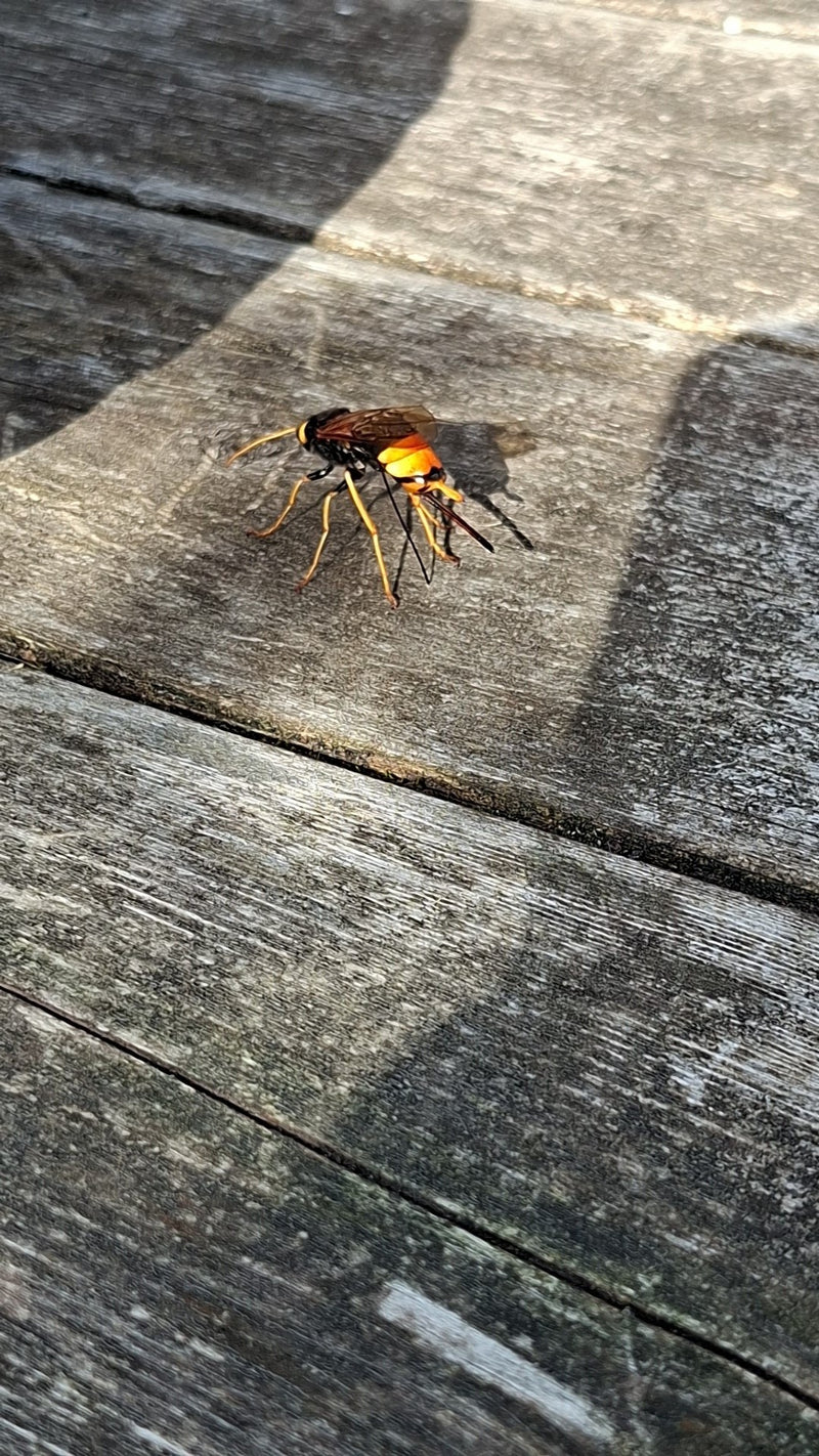 Une femelle de grand sirex se tient sur une surface en bois vieillie par les intempéries au soleil.