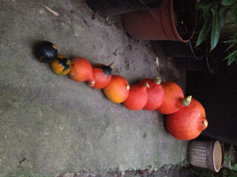 Plusieurs citrouilles de tailles différentes sont alignées sur un sol en pierre claire. Les fruits présentent des tons orange et verdâtres typiques.