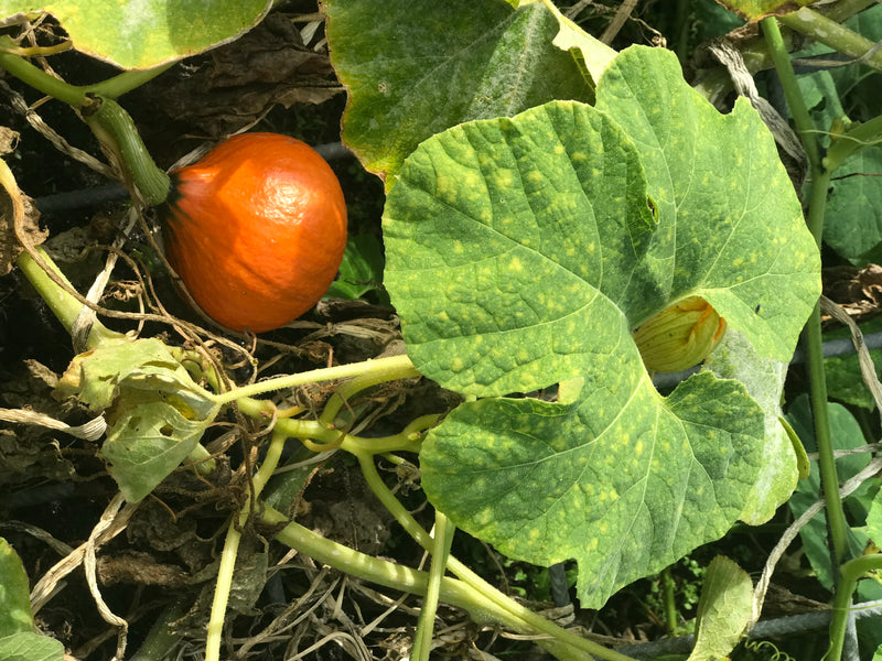 On peut voir une petite citrouille ronde et orange à côté de grandes feuilles vertes sur une plante. La plante pousse sur le sol dans un jardin.
