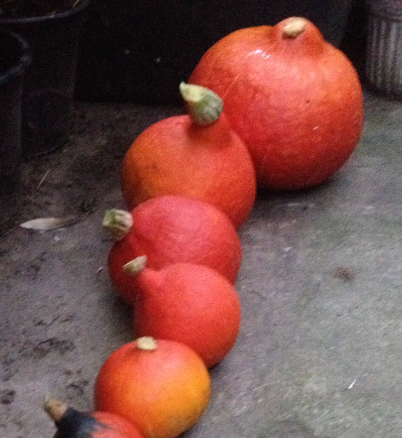 Plusieurs citrouilles orange vif sont disposées en rangée sur un sol sombre. Les fruits sont bien visibles.