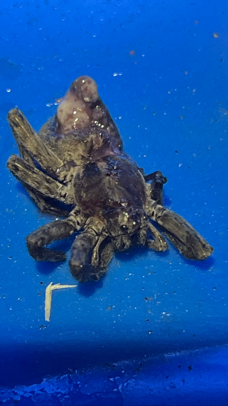 Araignée crabe géante — Bild 1