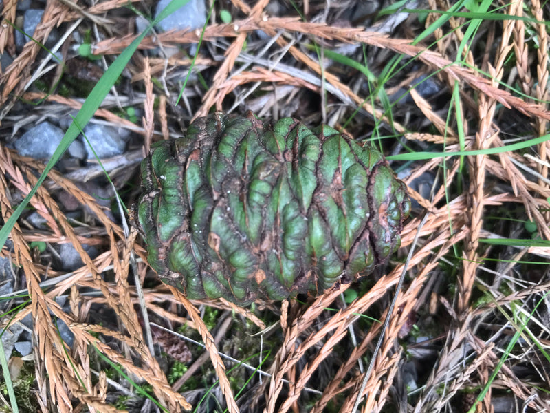 On voit un cône immature et verdâtre de séquoia géant posé sur le sol de la forêt parmi des aiguilles.