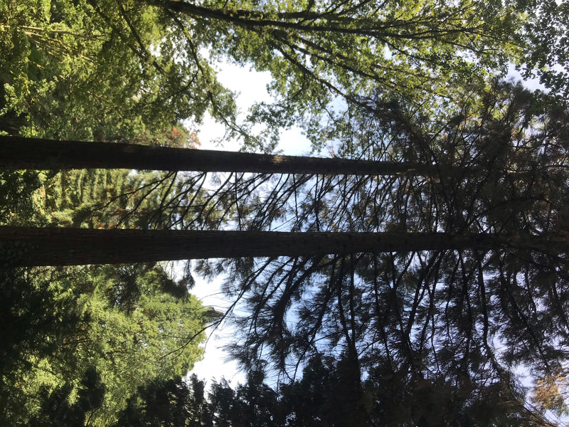L'image montre deux grands séquoias géants dans une forêt. La photo est prise en contre-plongée vers la cime des arbres.