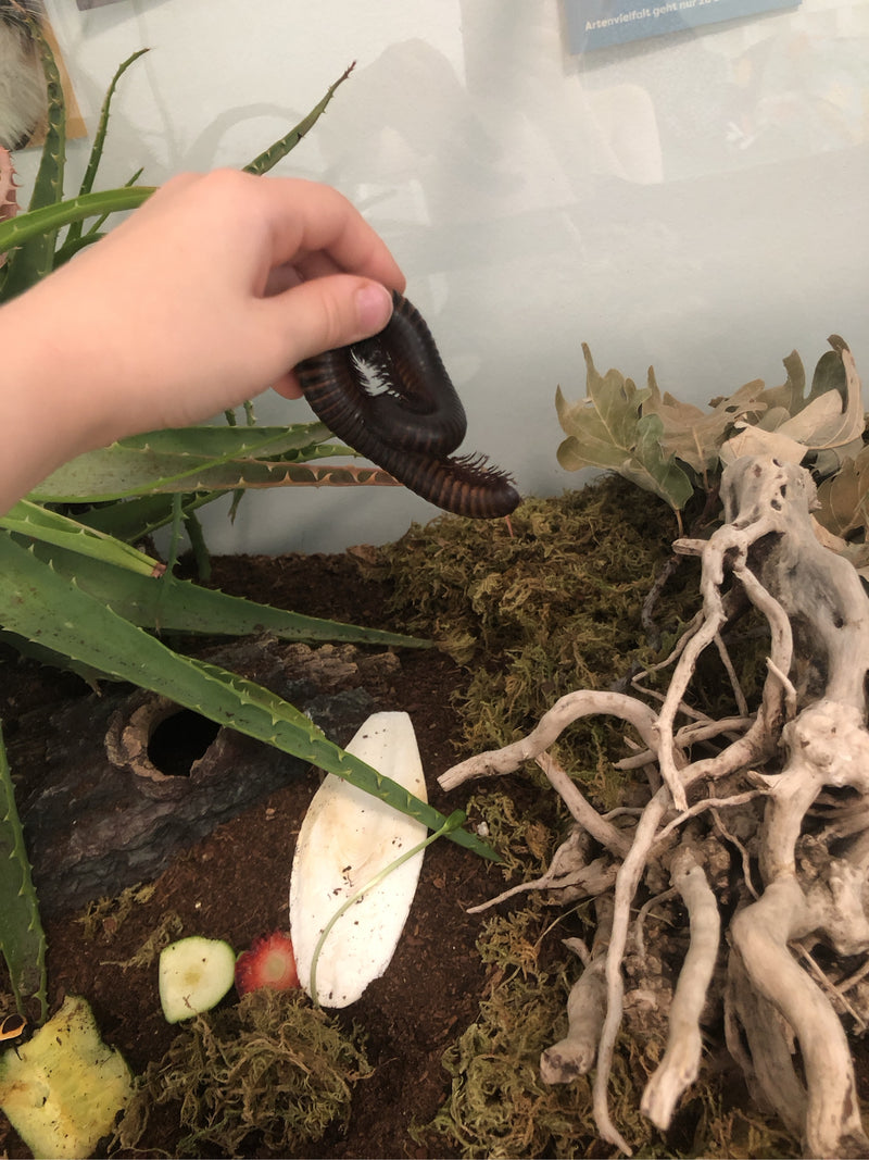 Mille-pattes géants — Bild 1