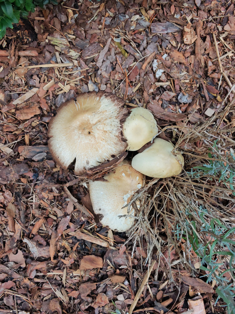 Plusieurs carpophores de strophaire rouge vin se développent clairement sur un lit de paillis d'écorce. Les champignons présentent divers stades de maturité,...