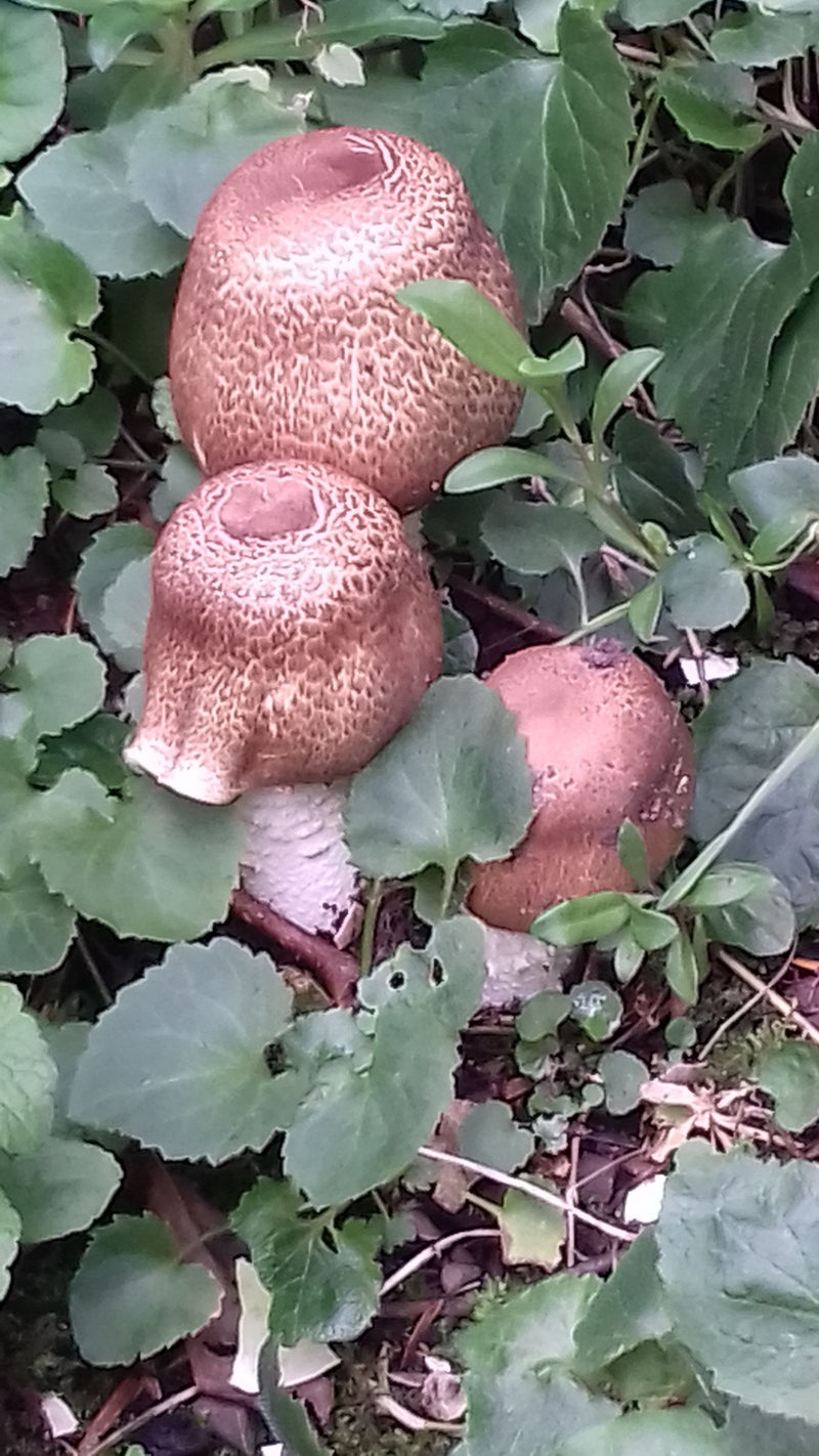 Trois jeunes Strophaires rugueux aux chapeaux brun-rouge sont rapprochés parmi les feuilles vertes sur le sol de la forêt.