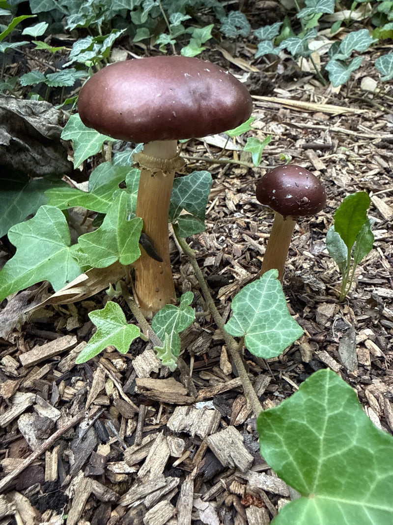 Deux sporophores brun-rouge du stropharia rouge vin reposent sur du paillis d'écorce au milieu de feuilles de lierre. Le champignon de gauche montre claireme...