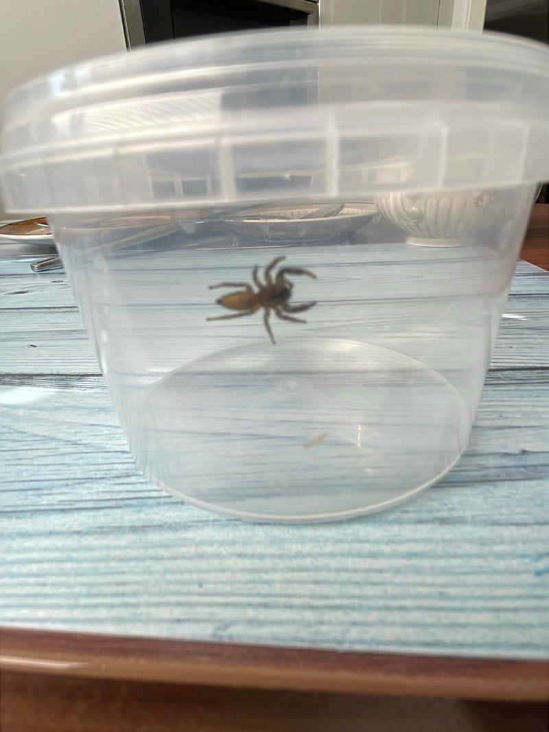 Araignée sauteuse d'écorce — Bild 1
