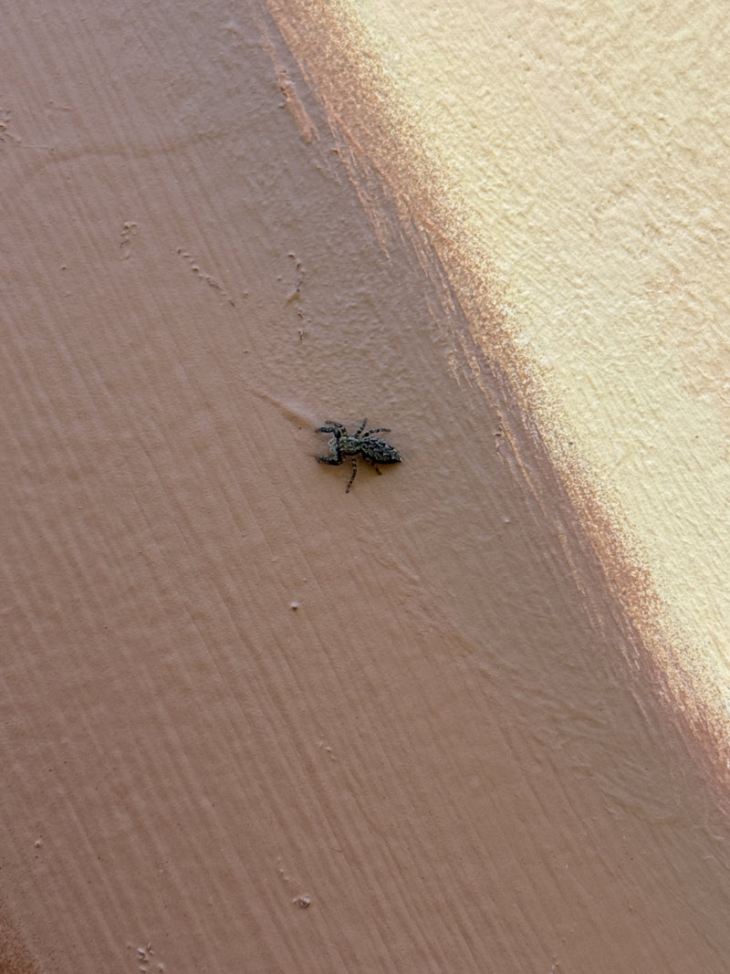 Une araignée sauteuse des écorces est assise sur un mur texturé et peint de plusieurs couleurs. La vue du dessus montre l'animal au repos.