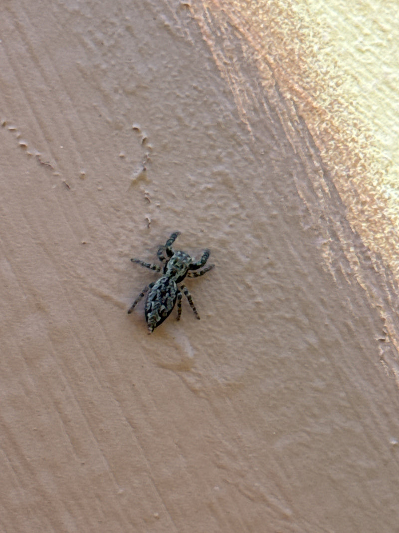Une araignée sauteuse se tient sur une surface texturée. L'animal est bien visible en vue de dessus.