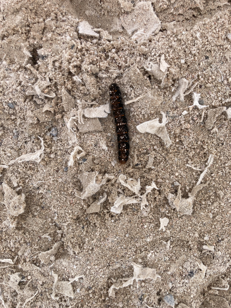 Chouette écorce (genre Acronicta) — Bild 1