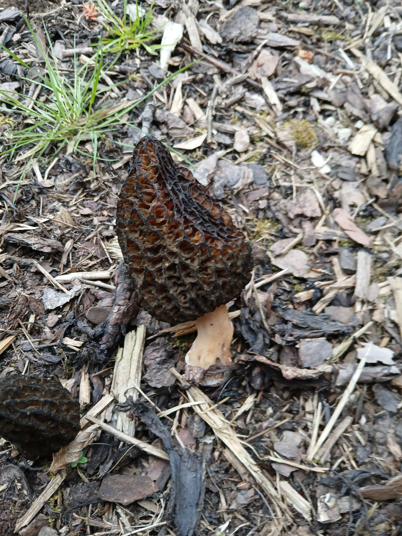 Morilles de paillis d'écorce — Bild 1