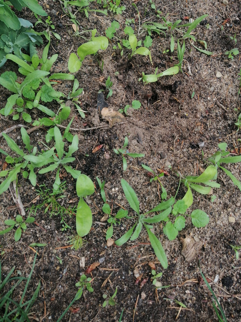 Souci — Bild 2