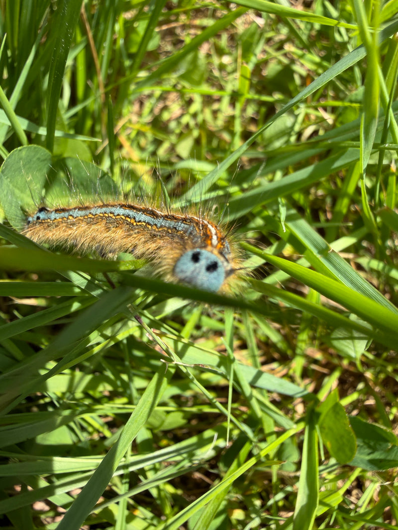 papillon de nuit — Bild 3