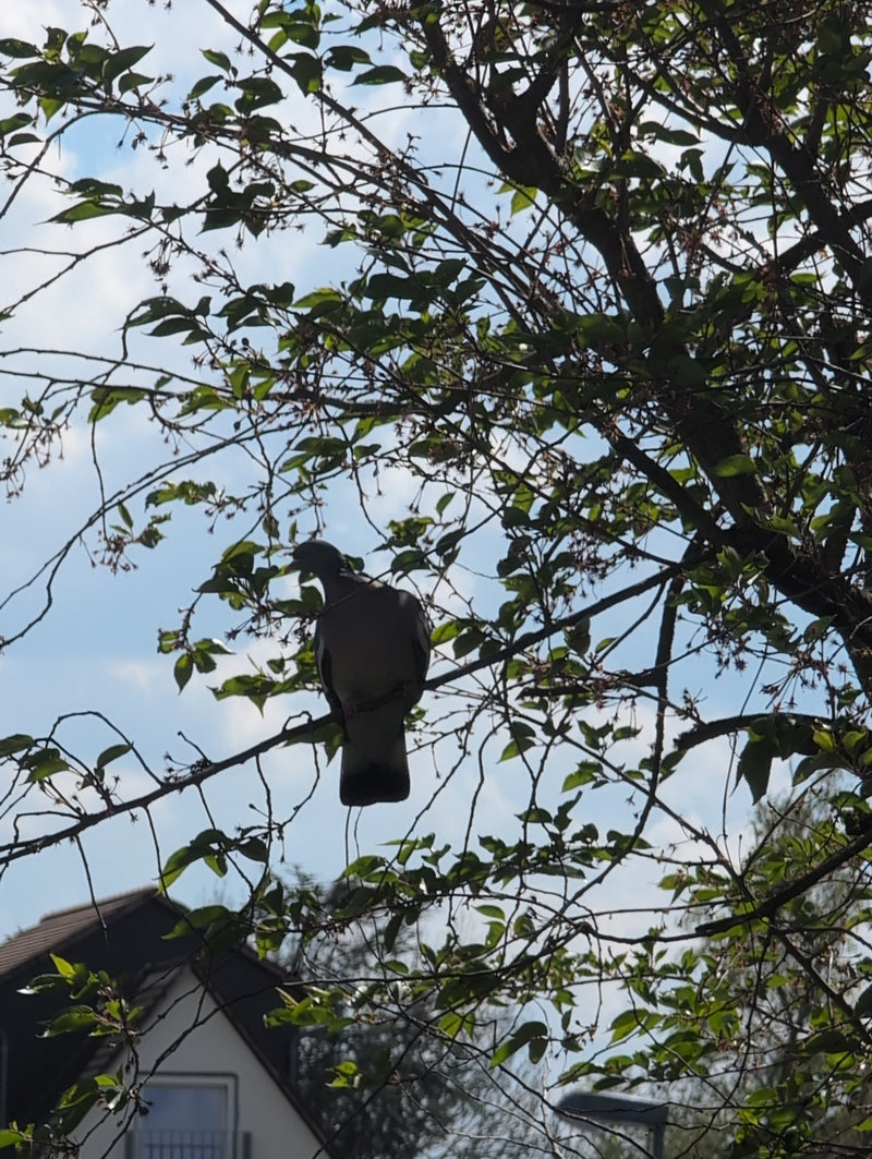 Pigeon ramier — Bild 1