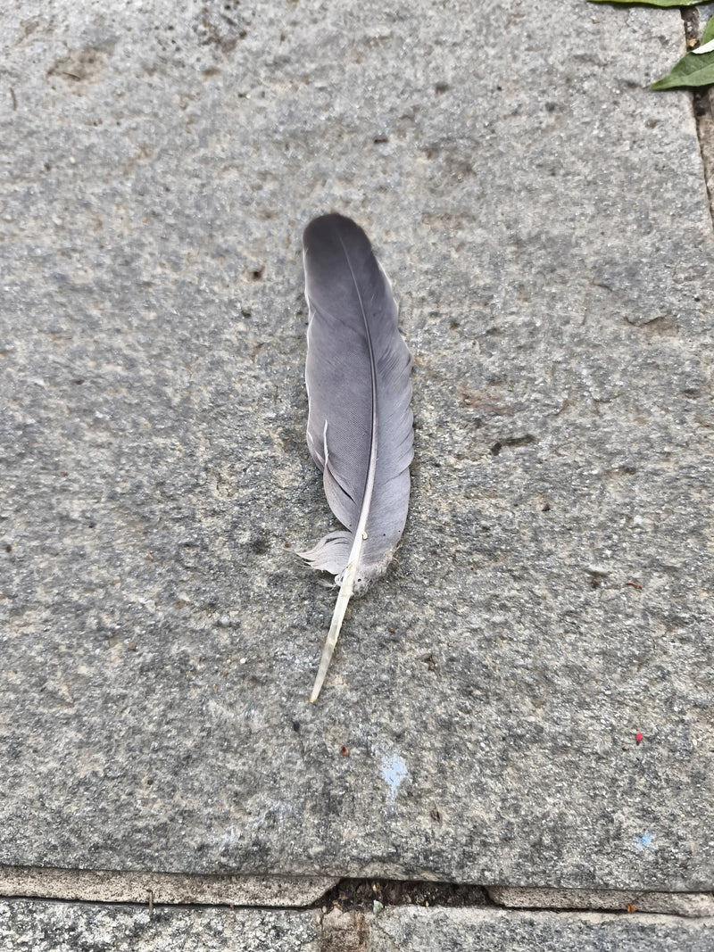 Une plume grise repose sur un sol en pierre grise. La trace peut être attribuée au pigeon ramier.