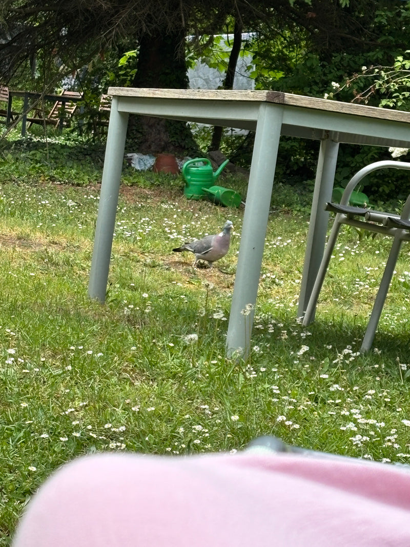 Un pigeon ramier marche sur une pelouse dans un jardin sous une table. L'oiseau est bien visible.