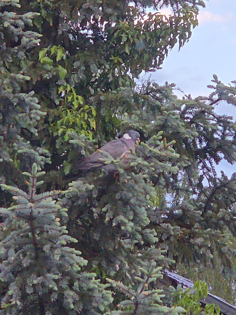 Un pigeon ramier est assis tranquillement sur une branche dans un conifère. Son plumage typique et la tache blanche sur son cou sont bien visibles.