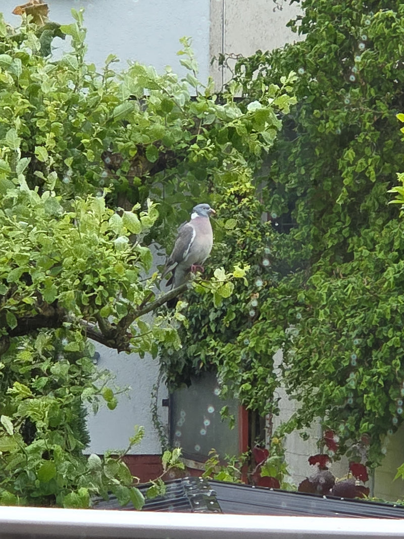 Un pigeon ramier est posé sur une branche devant de la végétation verte et un mur de maison. Il se repose dans cette position en montrant son plumage caracté...