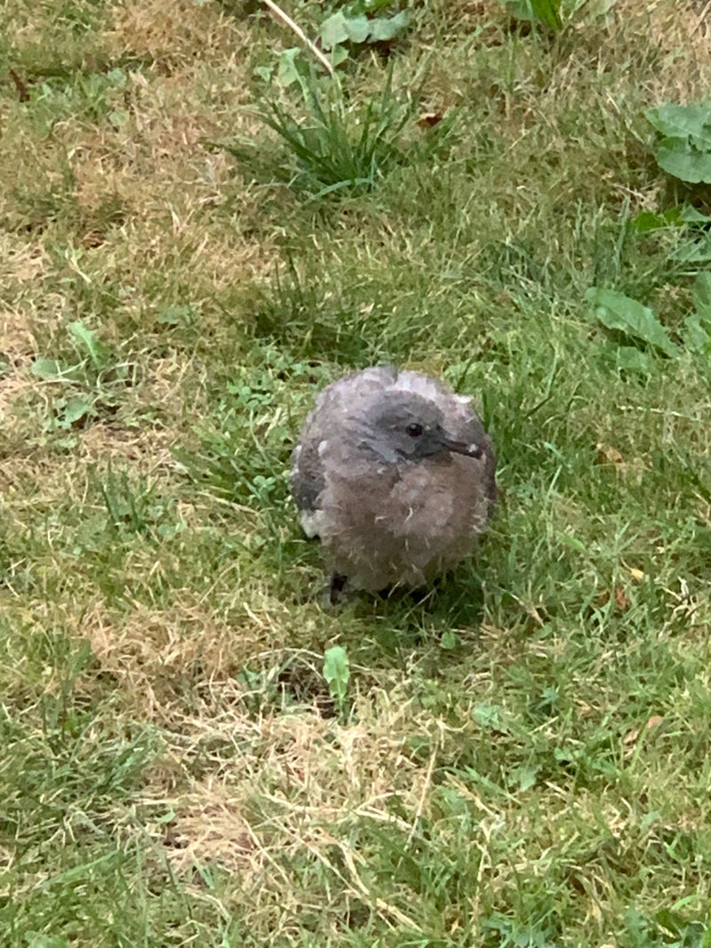 Un jeune oiseau au plumage duveteux est assis dans l'herbe d'une prairie. L'animal regarde attentivement sur le côté.
