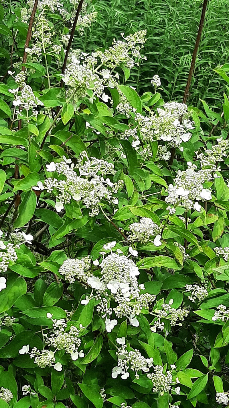 Hortensia paniculé — Bild 1
