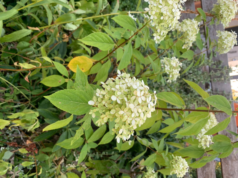 On peut voir un hydrangea paniculé avec des feuilles vertes et des inflorescences claires dans un jardin. La plante est présentée dans un environnement naturel.