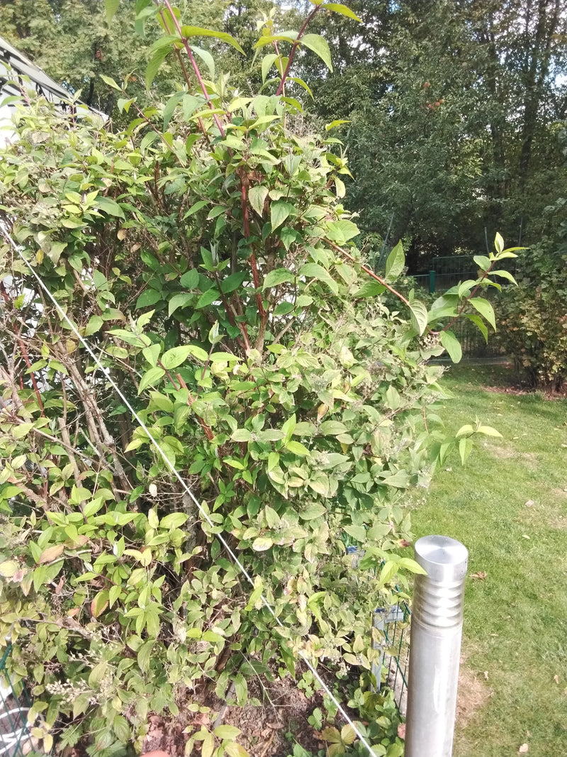 On aperçoit un arbuste touffu d'hortensia paniculé avec des feuilles vertes et des branches rougeâtres. La plante se trouve à l'extérieur dans un jardin.