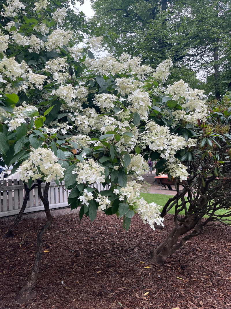 Un grand arbuste d'hortensia paniculé à plusieurs tiges est en pleine floraison. Les inflorescences blanches luxuriantes se détachent clairement des feuilles...
