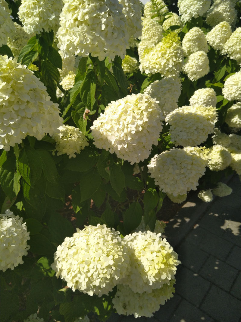 On aperçoit un arbuste luxuriant d'hortensia paniculé avec de nombreuses grandes inflorescences blanches et des feuilles vertes. La photo montre la plante de...