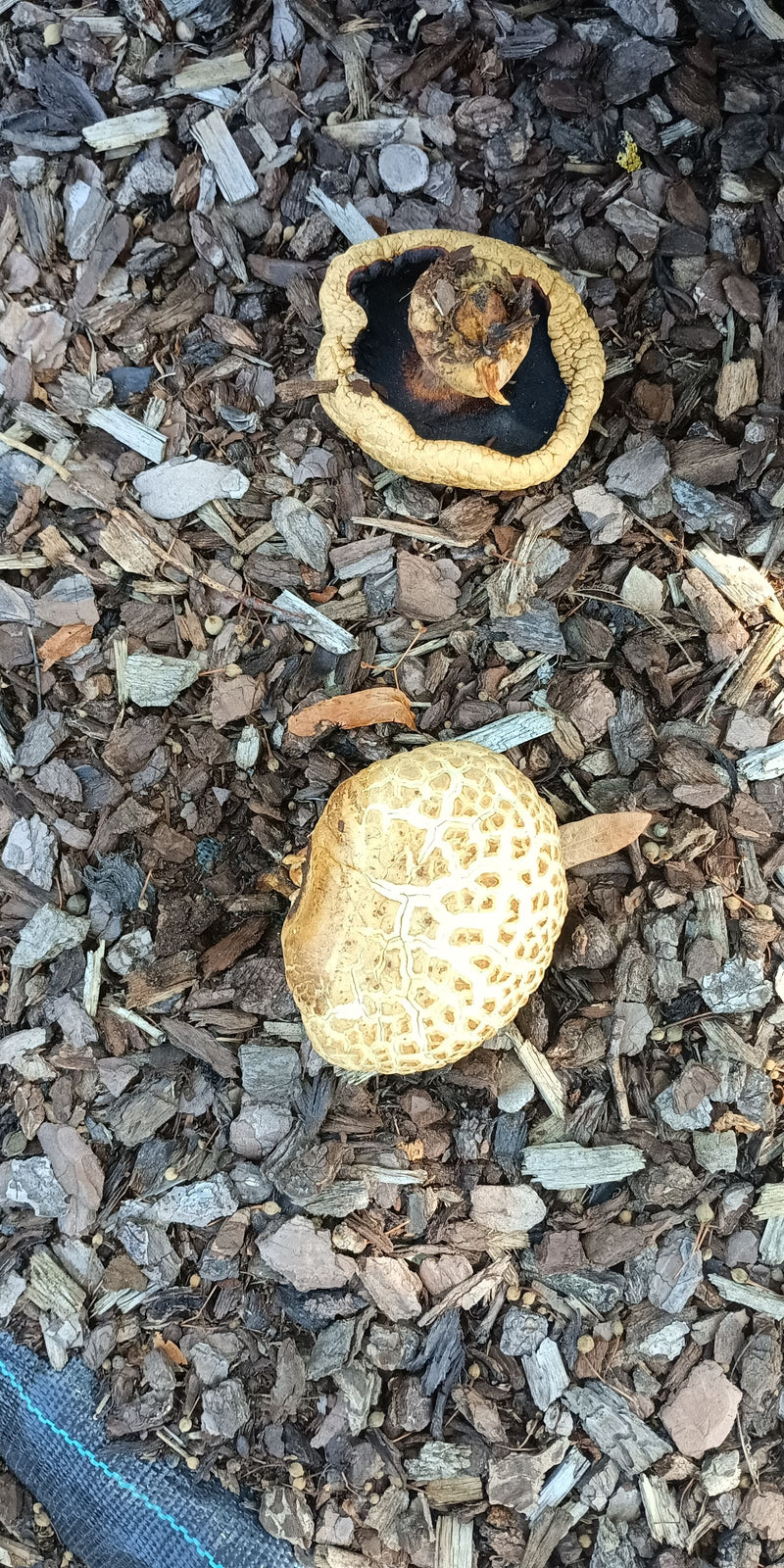 Terre arable concassée — Bild 1
