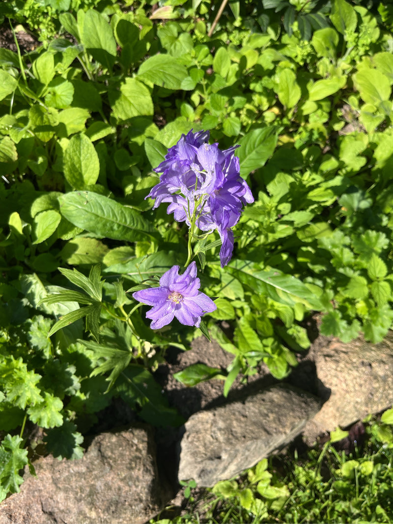 L'image montre une plante en fleurs avec des inflorescences violettes remarquables et des feuilles découpées. Il s'agit de pieds d'alouette (Delphinium) dans...