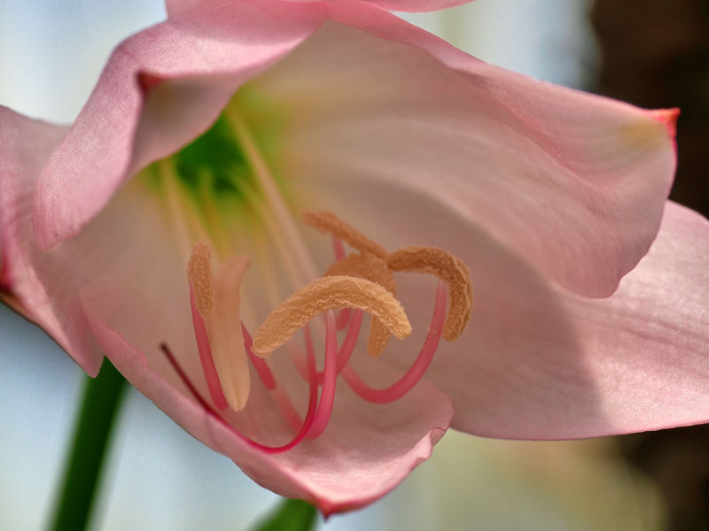 Un gros plan montre l'intérieur d'une fleur d'amaryllis rose pâle avec des étamines proéminentes et une gorge verdâtre.