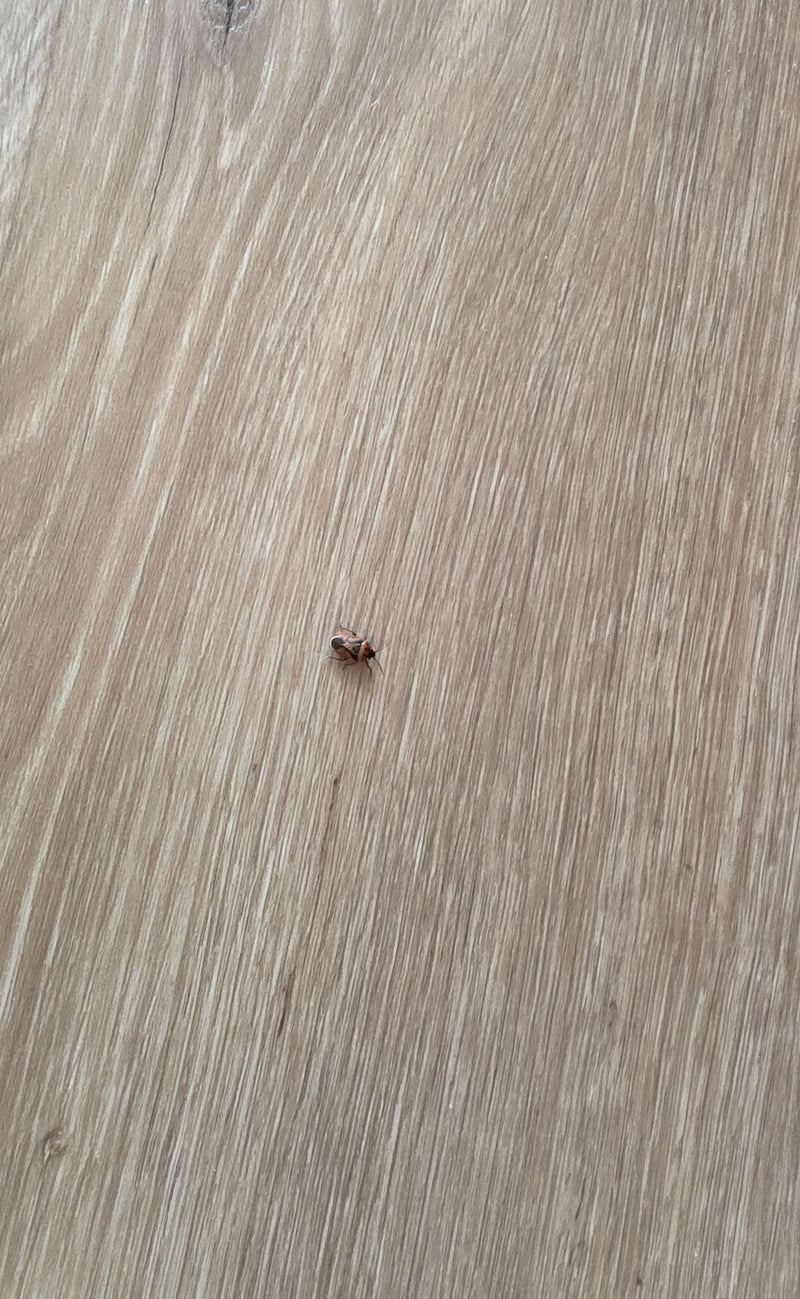 Bug de chevalier — Bild 1