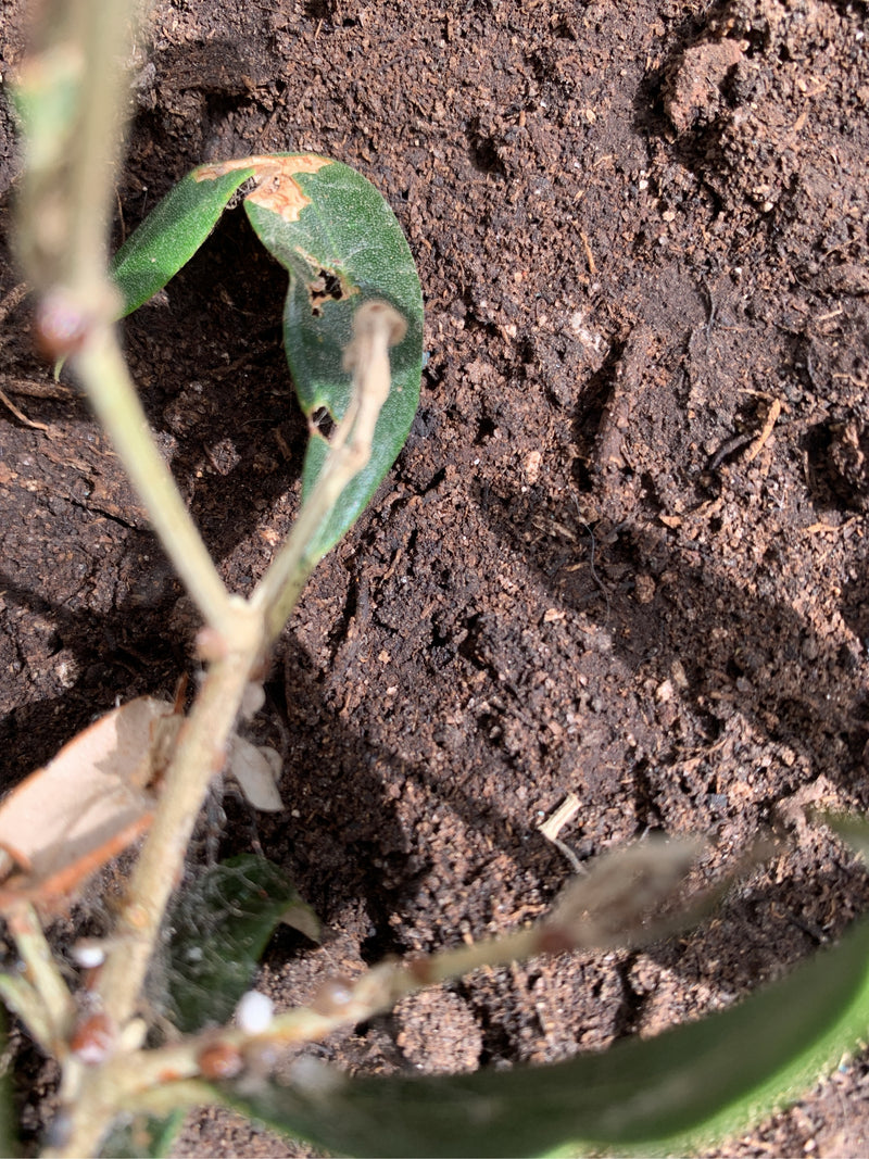 Bug de chevalier — photo 2 sur 3