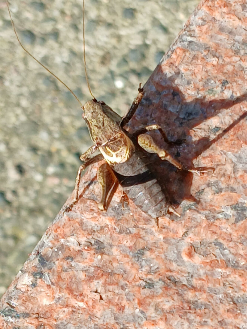 L'insecte piqueur de Roesel — Bild 2