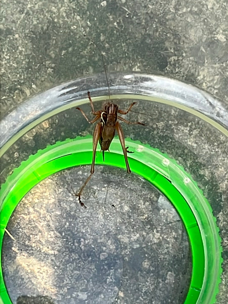 Une méconaire des décombres est assise sur un anneau en plastique vert. L'insecte est vu du dessus.