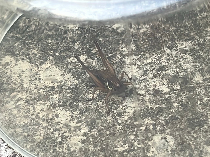 Une déecticelle buissonnière est posée sur un fond clair et texturé dans un récipient. L'insecte est bien visible en vue plongeante.