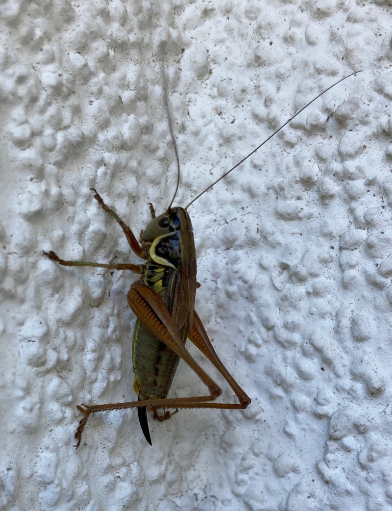 L'insecte piqueur de Roesel — Bild 1