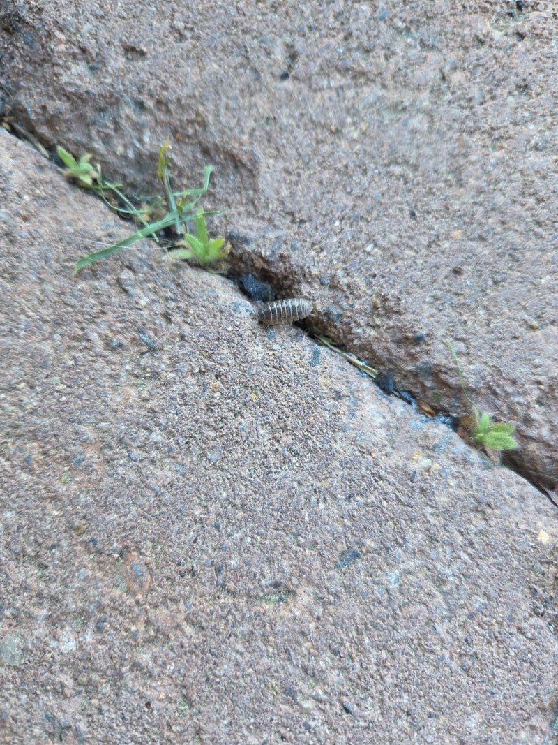 Rollissel — Bild 2