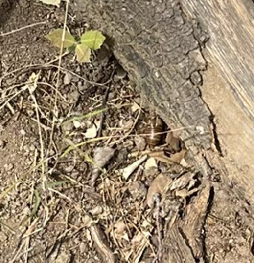 Un cloporte commun est posé sur le sol à côté d'un morceau de bois. Le petit animal est bien visible.