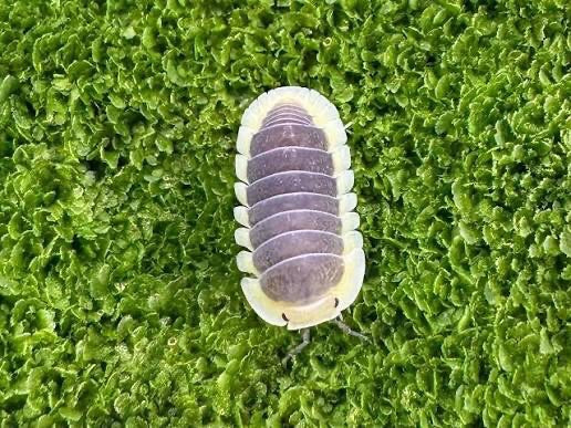 L'image montre un cloporte commun vu du dessus, reposant sur un tapis de mousse vert et dense. L'animal présente sa forme de carapace ovale typique avec une ...