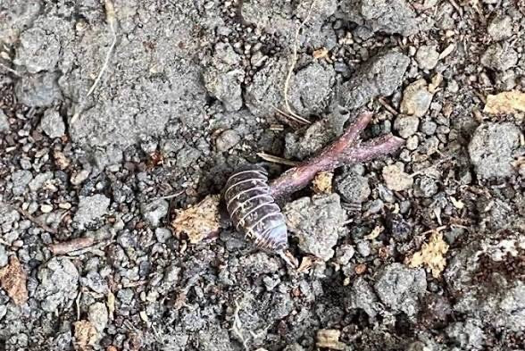 Un cloporte commun est posé sur le sol sec et pierreux, vu du dessus. L'animal gris et segmenté est bien visible.