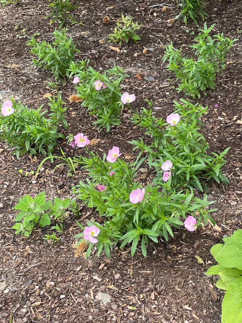 Onagre rose — Bild 1
