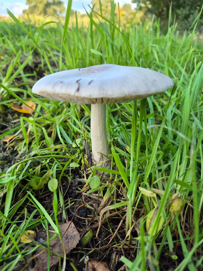 Un sporophore blanc de lépiote pudique se dresse au milieu d'une herbe verte.