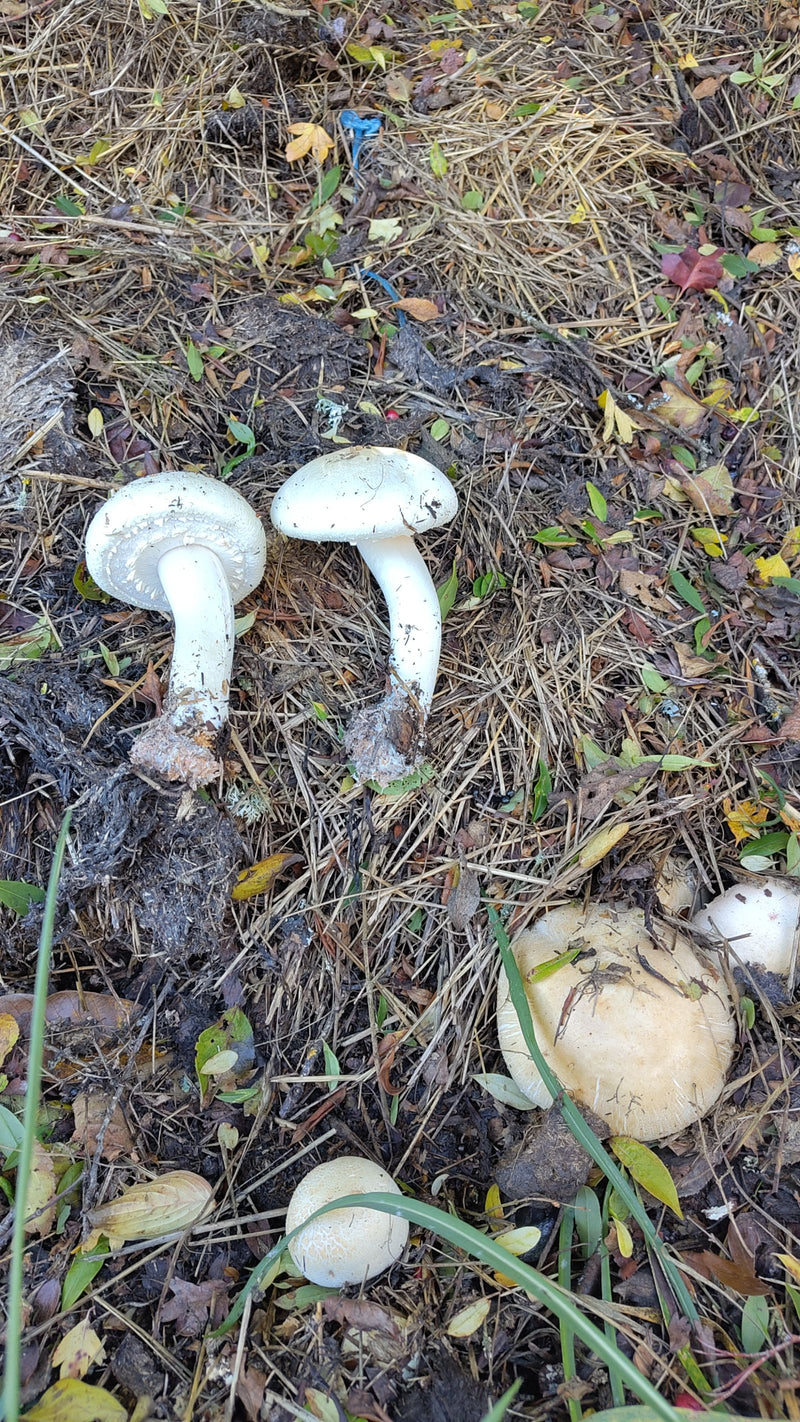 Plusieurs fructifications blanches de la lépiote pudique reposent et poussent sur un sol couvert de feuilles.