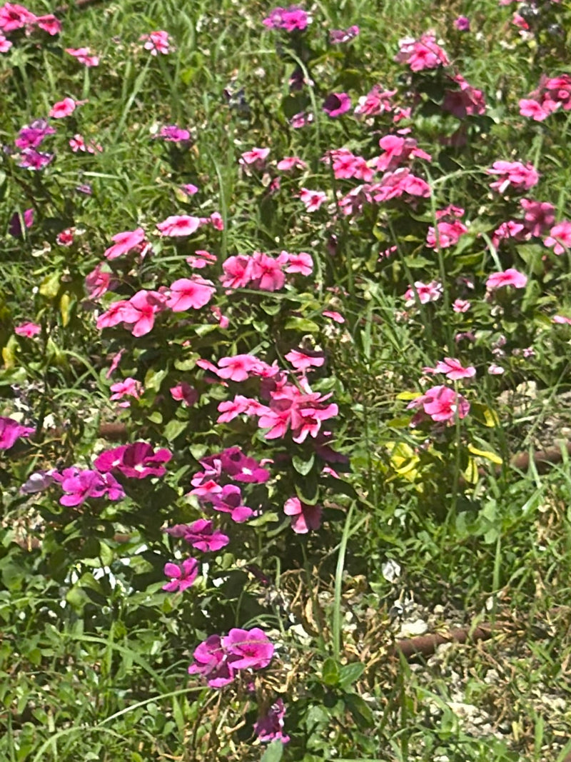 Catharanthe Rose (Pervenche de Madagascar) — Bild 1