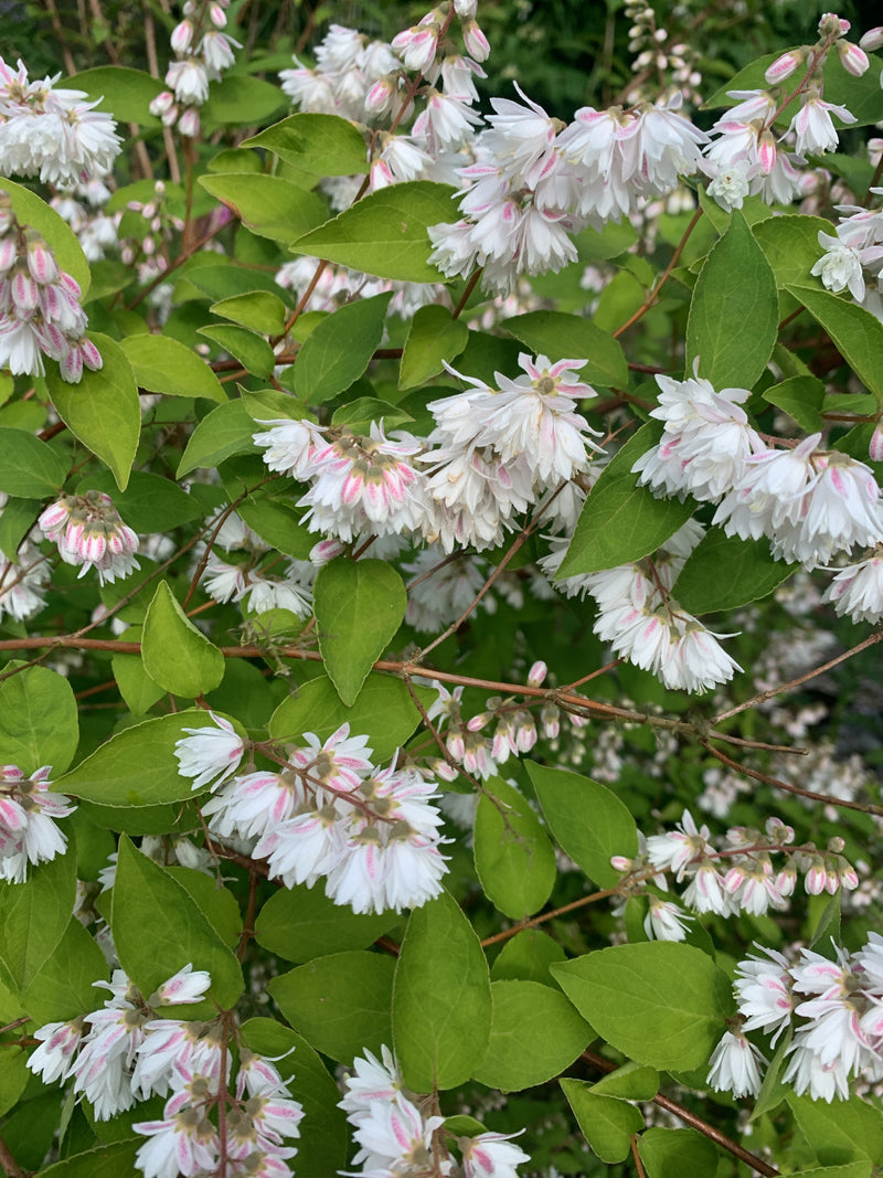 Buisson étoilé rose — Bild 1